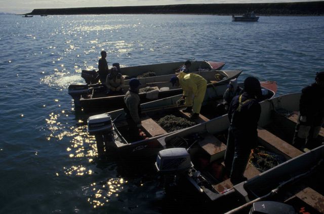 Roe herring fishery at Summit Island. Picture