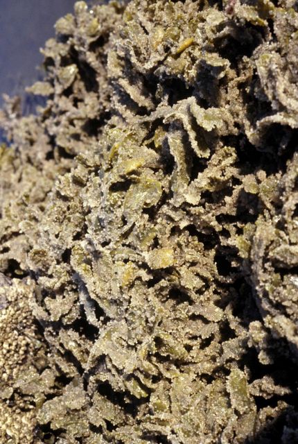 Herring eggs on rockweed (Fucus gardneri) on Summit Island. Picture
