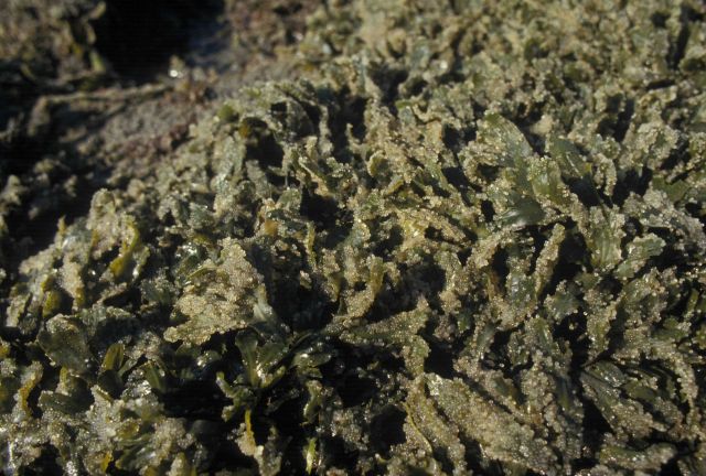 Herring eggs on rockweed (Fucus gardneri) on Summit Island. Picture