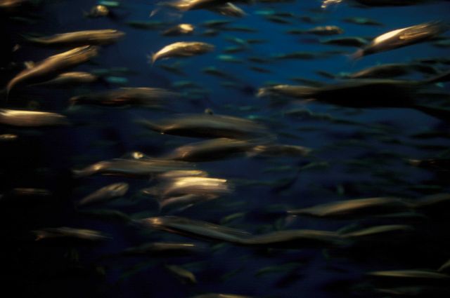 A school of squid underwater Picture