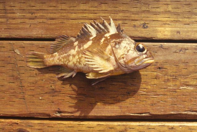 Historic Fisheries Collection Picture