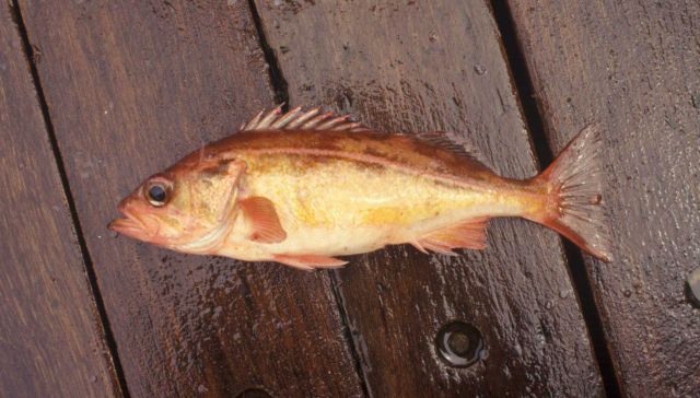 Historic Fisheries Collection Picture