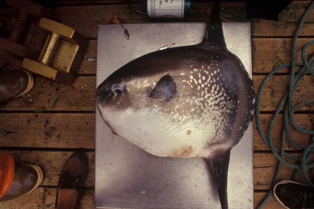 Historic Fisheries Collection Picture