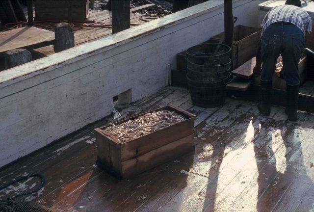 Historic Fisheries Collection Picture