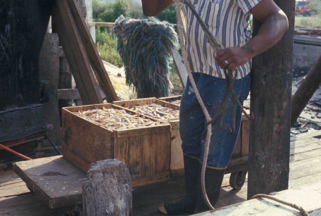 Historic Fisheries Collection Picture