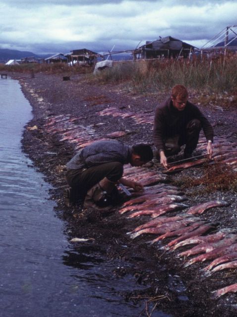 Sampling and measuring sockeye salmon after they have spawned and died. Picture