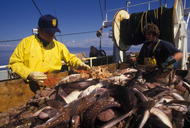 Scientist sorting fish captured during bottom trawling sampling work. Picture