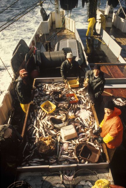 Scientists sorting fish captured during trawl survey on NOAA Ship CHAPMAN Picture