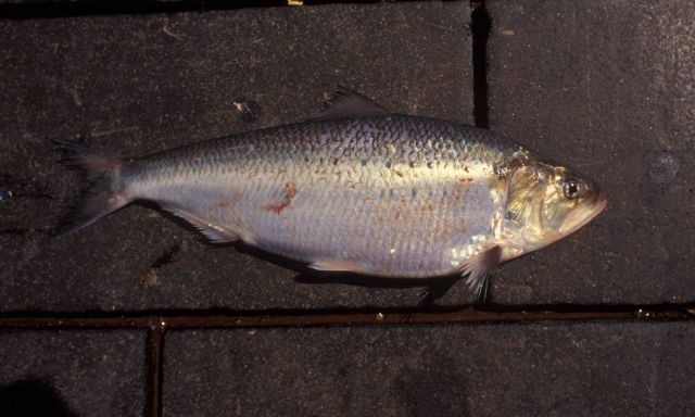 Historic Fisheries Collection Picture