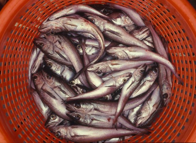 Historic Fisheries Collection Picture