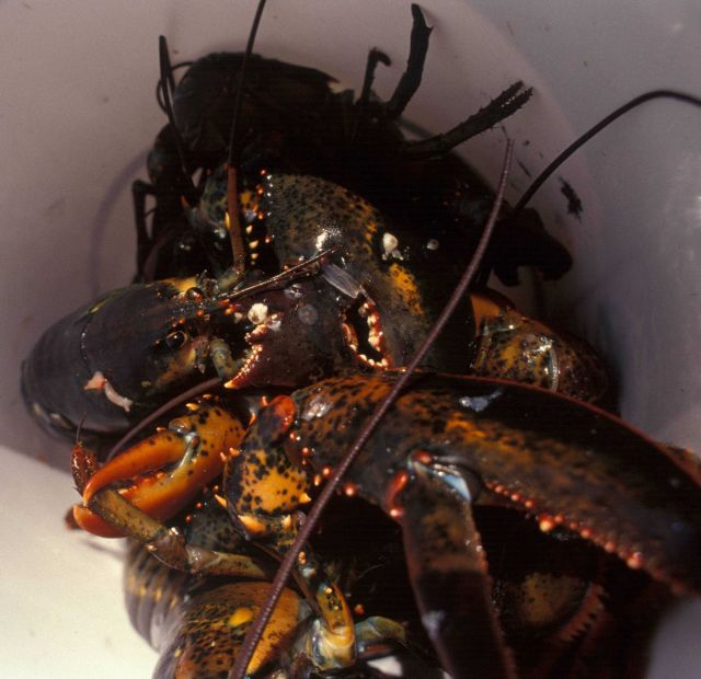 Lobster captured for study off New England Picture