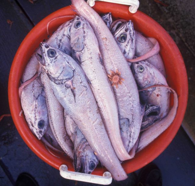 Historic Fisheries Collection Picture