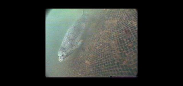 Historic Fisheries Collection Picture