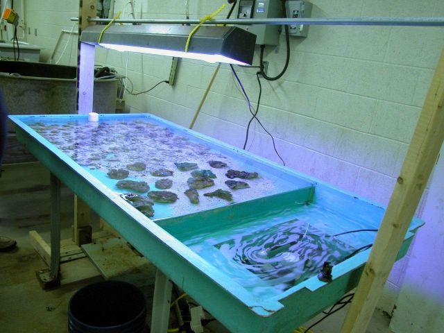 Growth of mushroom coral under specific light conditions for transplanting to unit at Bridgeport Regional Vocational Aquaculture School in Bridgeport, Picture