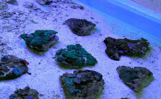 Close up mushroom coral starts in tank Picture