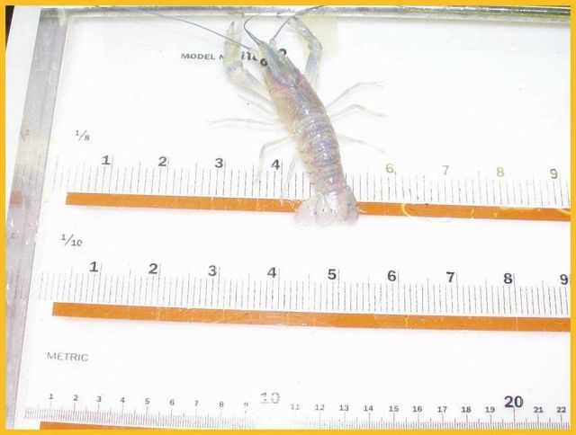 Shrimp being measured by students at the Bridgeport Regional Vocational Aquaculture School at Bridgeport, Connecticut. Picture