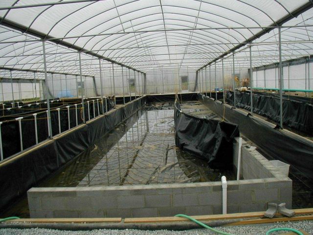 Photo of plastic circular aquaculture tanks and greehhouses used for aquaculture Picture
