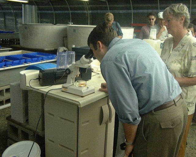 Dominic Preiswick NOAA OAR looks at veliger larva under a microscope at one of the Harbor Branch Oceanographic Institute laboratories. Picture