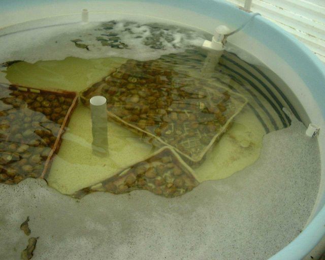 Clam spat being held in trays in a recirculating tank for grow-out at Harbor Branch Oceanographic Institute Laboratory Picture