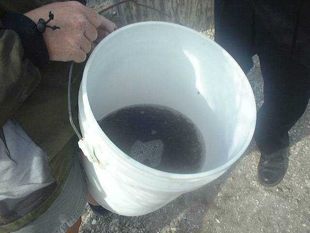 Bucket of red drum fingerlings for stock enhancement program. Picture