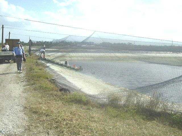 Pond for stocking of red drum with netting for bird predation Picture
