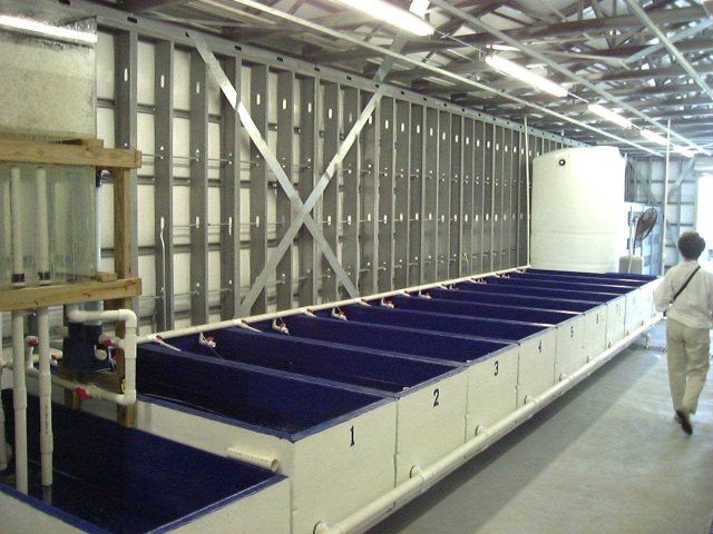 Concrete coffins used for ornamental fish culture in central Florida. Picture