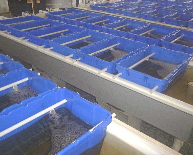 Close up of clams in hanging baskets in flow through system at the Harbor Branch Oceanographic Institute. Picture