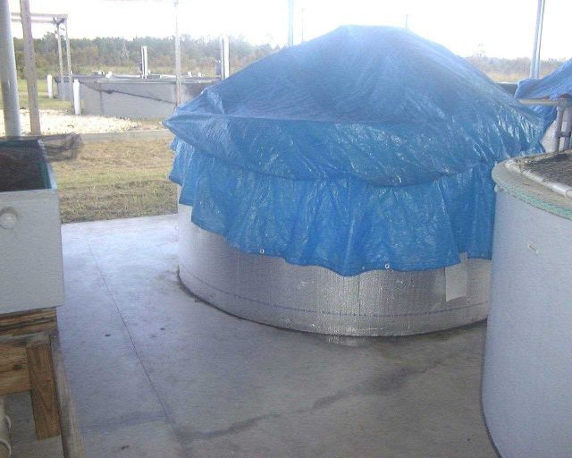 Circular tank at the Institute of Food and Agricultural Sciences aquaculture laboratory is covered to maintain temperature during Florida's winter mon Picture