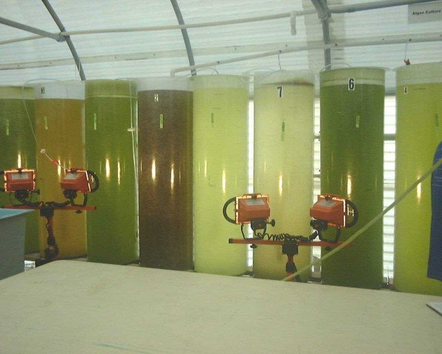 A good picture of algae culture tanks with different colors showing different densities and different species being cultured for feeding to larval fis Picture