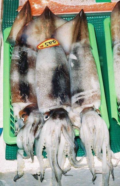 Squid for sale at the Shiogama seafood market in Japan. Picture