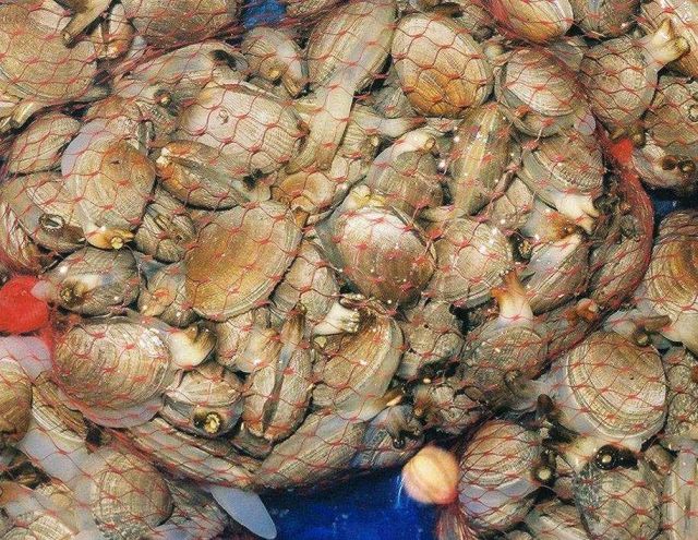 A Tapes species of clam bagged for sale at the Shiogama seafood market in Japan. Picture