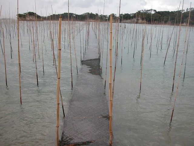 Bamboo raft culture of oysters with net strung between stakes for algae culture Picture