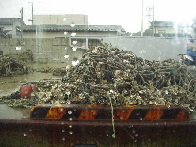 Rope used in oysters culture on a dock in Japan Picture