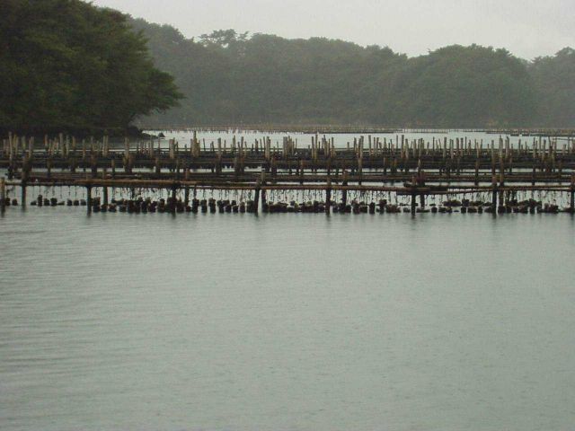 Distant view of long-line stake culture using bamboo stakes in a bay in Japan. Picture
