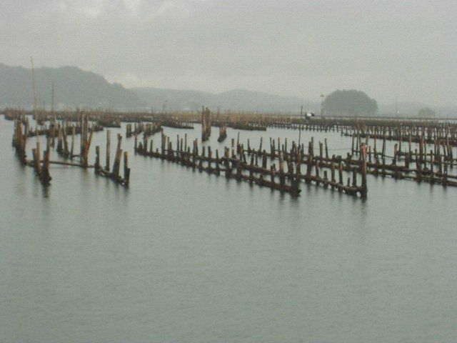 Rows of bamboo stakes cross the bay holding ropes with oysters growing on them. Picture
