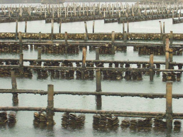 Close-up view of Japanese oyster culture on scallop shells attached to ropes held on bamboo stakes Picture