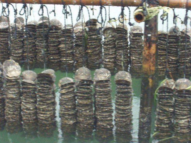 Scallop shells hanging on long-lines with oyster spat attached (small white spots). Picture
