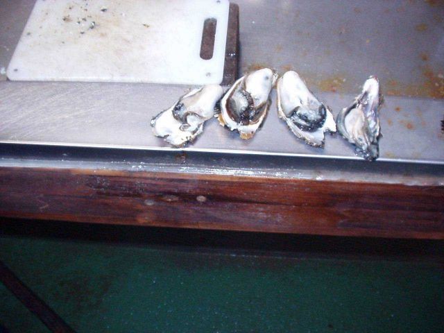 Half-shell oysters showing good size from an aquaculture farm in Japan. Picture