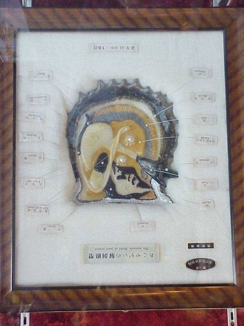 Display unit showing the parts of a black-lipped oyster with pearls. Picture