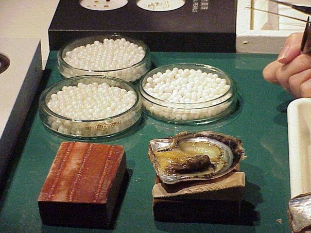 Petri dishes with various sizes and types of oysters from pearl culture. Picture