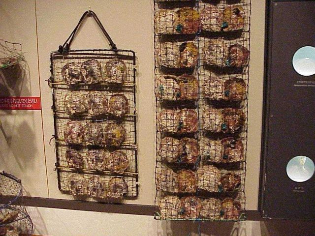 Hanging nets with pearl oysters used in culture in Japan. Picture