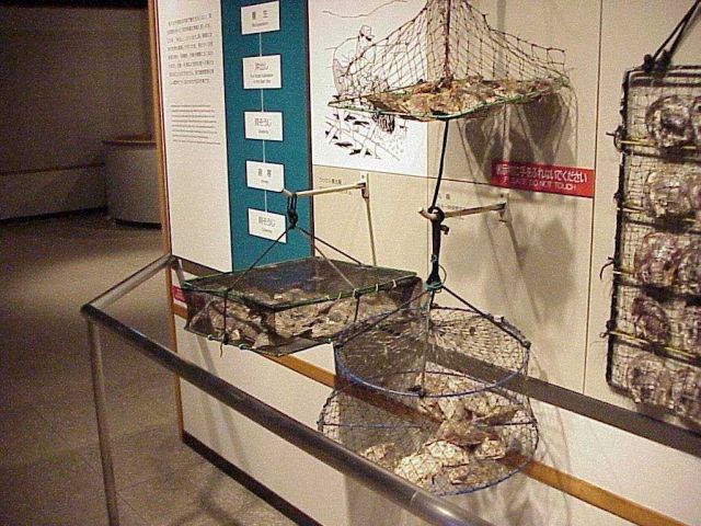 Types of hanging nets used in pearl culture in Japan. Picture