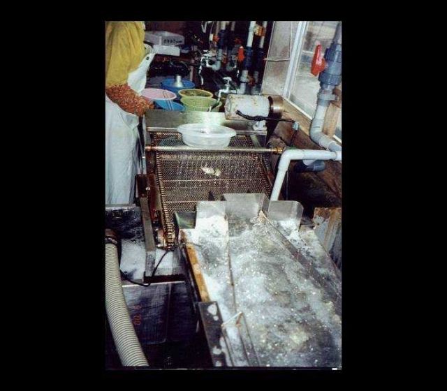Depuration process for food oysters used in Japanese oyster processing plant Picture