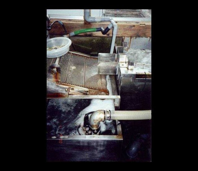 Depuration process for food oysters used in Japanese oyster processing plant Picture