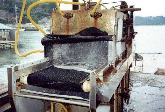 Depuration process for food oysters used in Japanese oyster processing plant Picture