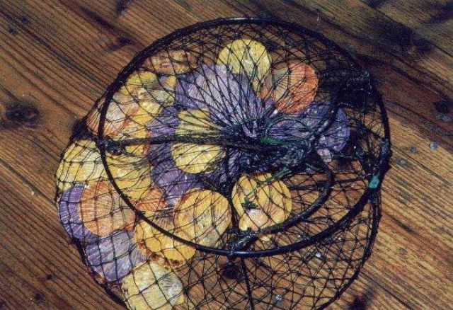 Cultured scallops at the Sato Oyster Culture Company Picture