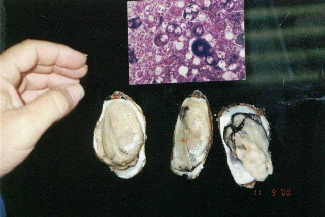 Samples of cultured Crassostrea gigas showing excetional quality Picture