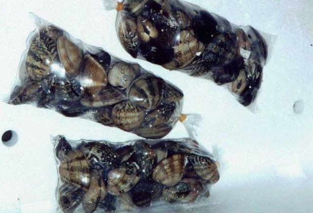 Cultured clams bagged and ready for the Japanese market. Picture