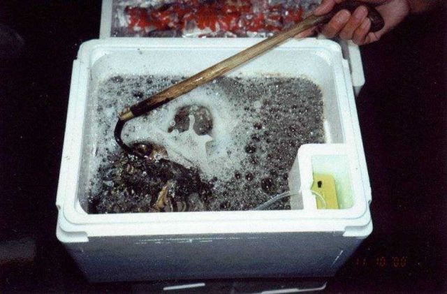 Harvested clams being aerated prior to going to market. Picture