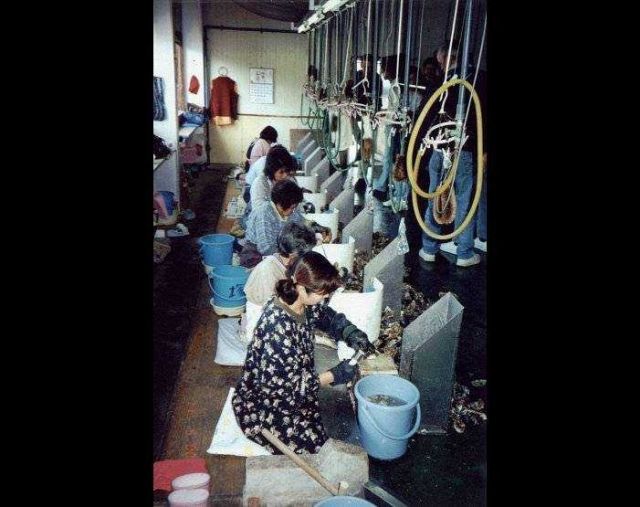 Fisheries cooperative members shucking oysters before placing in the continuous washer Picture